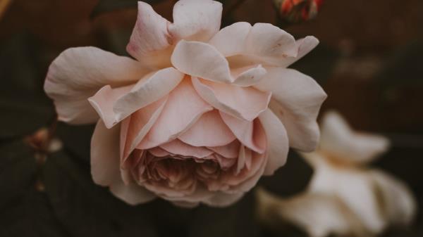 Rose Flower Pink Wallpaper