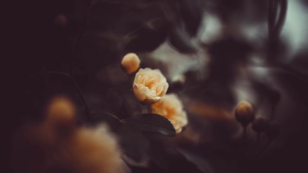 Rose Flower Yellow Wallpaper