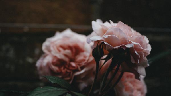 Rose Flowers Bushes Wallpaper