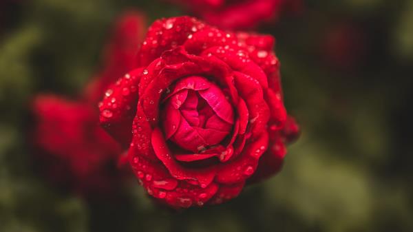 Rose Flowers Drops Wallpaper