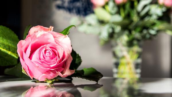 Rose Flowers Petals Picture Wallpaper