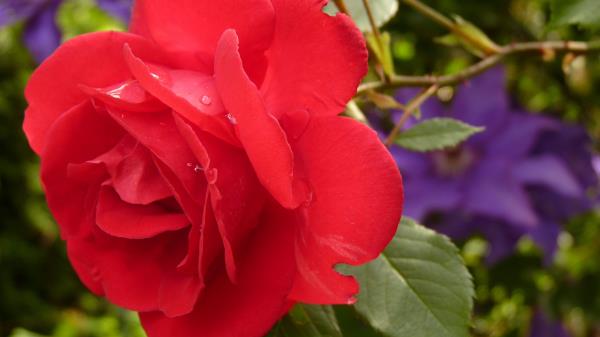 Rose Petals Bud Drops Wallpaper