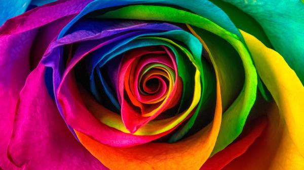 Rose Petals Colorful Wallpaper