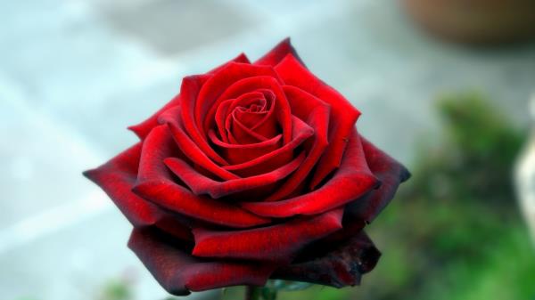 Rose Petals Red Wallpaper