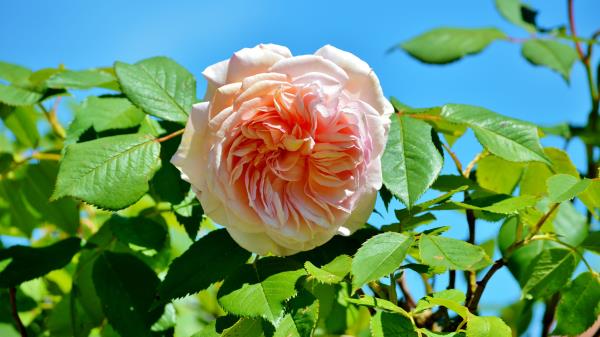 Rose Pink Bush Bud Wallpaper