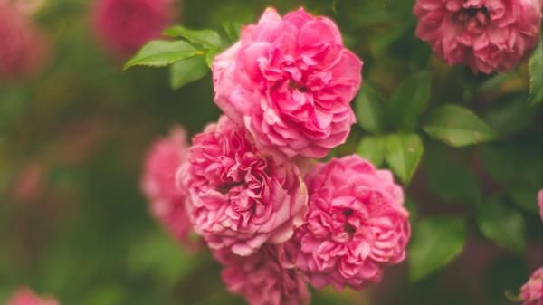 Rose Pink Flower Bush Wallpaper