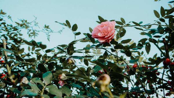 Rose Pink Flower Image Wallpaper