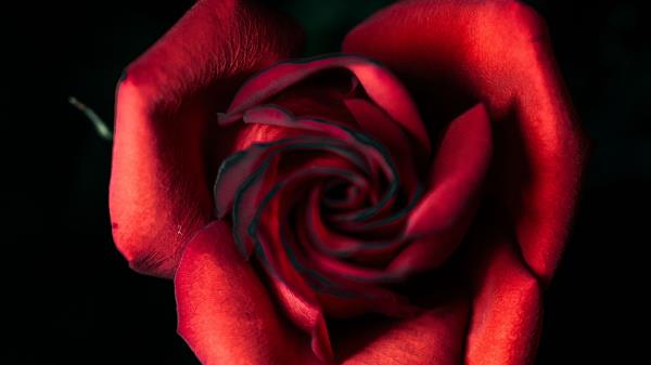 Rose Red Bud Wallpaper
