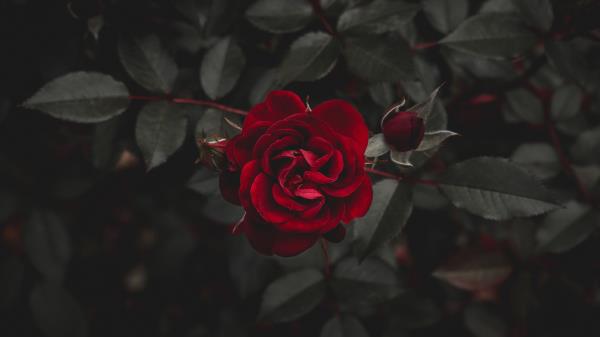 Rose Red Flower Bud Wallpaper