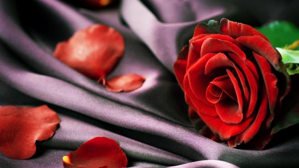 Rose Red Petals Wallpaper