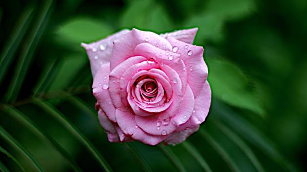 Rose Wet Bloom Wallpaper