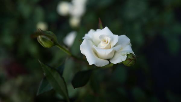 Rose White Flower Wallpaper