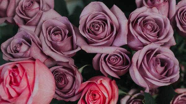 Roses Bouquet Buds Wallpaper