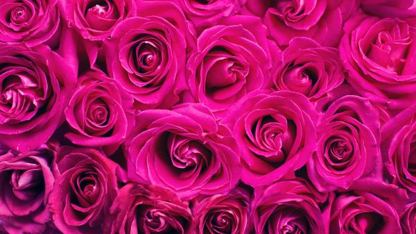 Roses Bouquet Pink Image Wallpaper