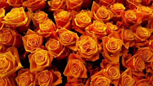 Roses Buds Petals Wallpaper