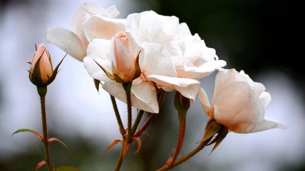 Roses Buds Twig White Wallpaper