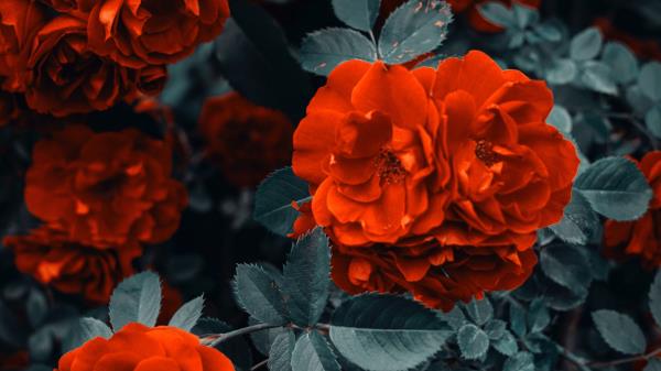 Roses Bush Flowers Wallpaper