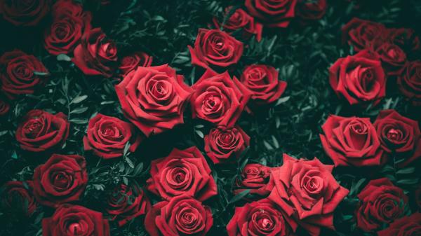 Roses Bushes Red Buds Wallpaper