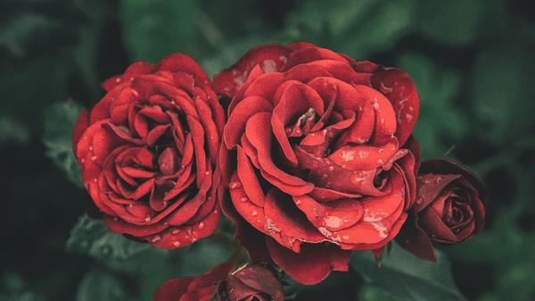 Roses Drops Petals Buds Wallpaper