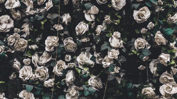 Roses Flowers Bloom Wallpaper