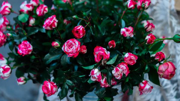 Roses Flowers Bouquet Pink Wallpaper