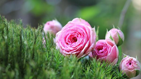 Roses Flowers Buds Bouquet Wallpaper