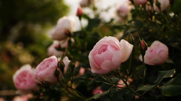 Roses Flowers Bushes Garden Herbs Buds Leave Wallpaper