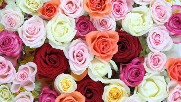 Roses Flowers Colorful Wallpaper