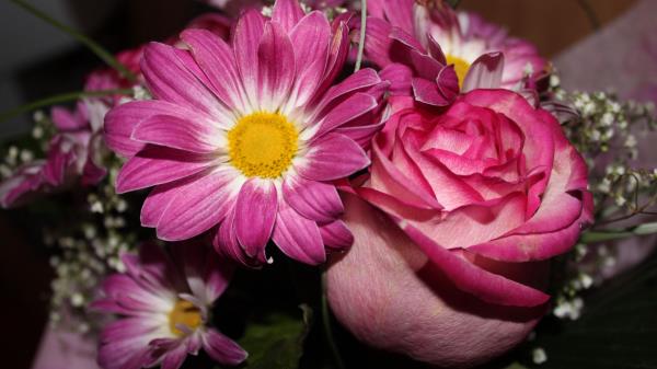 Roses Flowers Gypsophila Bouquet Close U Wallpaper