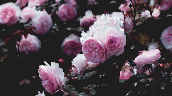 Roses Flowers Pink Wallpaper
