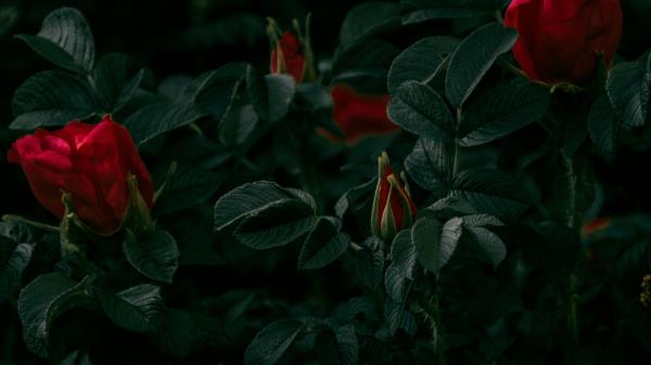 Roses Flowers Red Image Wallpaper