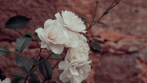 Roses Flowers White Wallpaper
