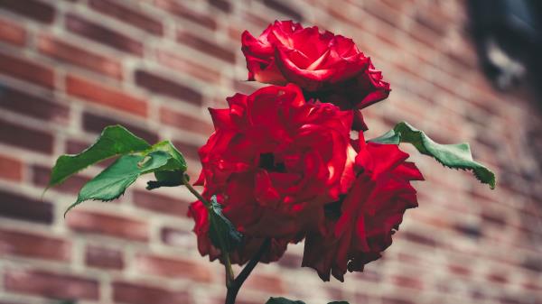 Roses Garden Bush Wallpaper