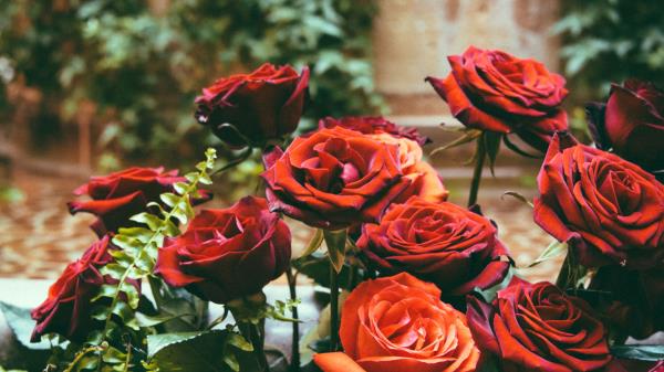 Roses Hydrangeas Flower Bed Wallpaper