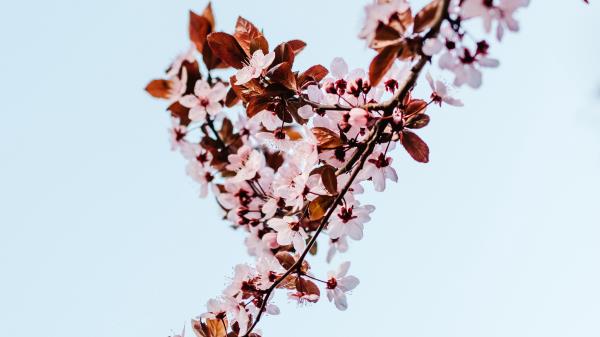 Sakura Branch Flowers Wallpaper