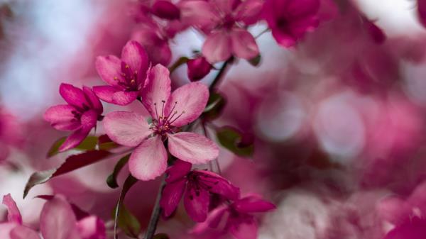 Sakura Flower Pink Wallpaper
