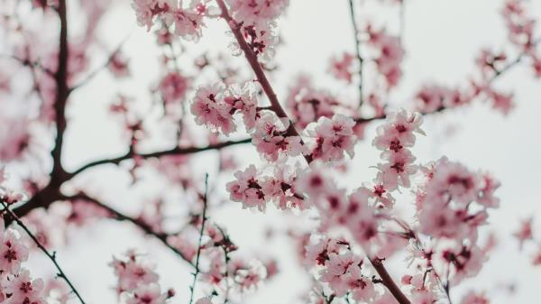 Sakura Flowers Branches Wallpaper