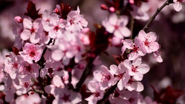 Sakura Flowers Petals Wallpaper