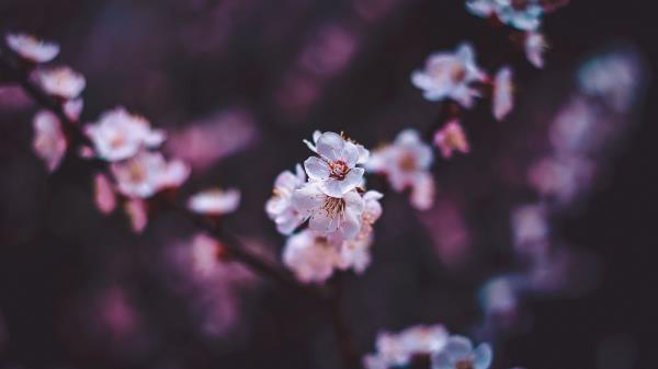 Sakura Flowers White Wallpaper