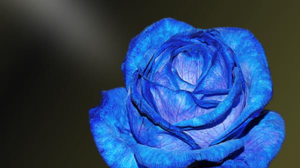 Sinyaya Roza Roza Buton Lepestki Wallpaper
