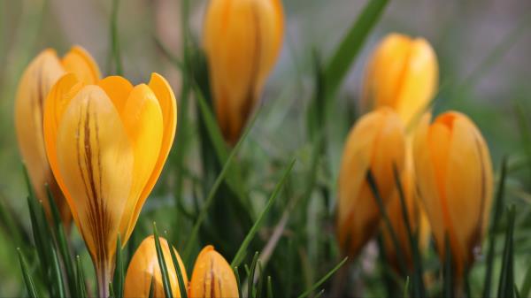 Snowdrops Flowers Macro Wallpaper