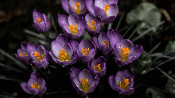 Snowdrops Purple Spring Wallpaper
