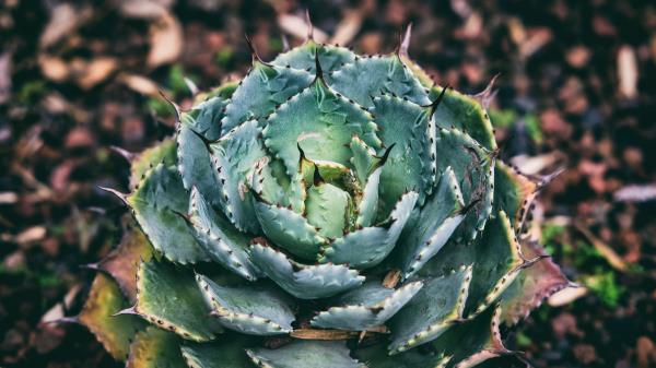 Succulent Flower Plant Leaves Wallpaper