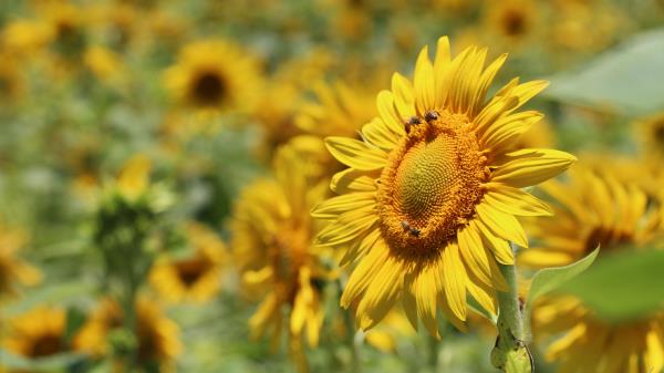 Sunflower Bees Pollination Wallpaper