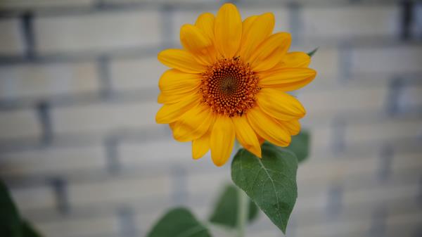 Sunflower Bud Petals Wallpaper