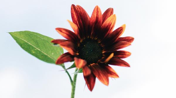 Sunflower Flower Decorative Wallpaper