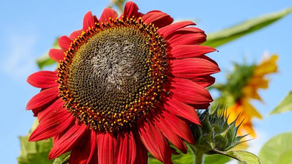 Sunflower Flower Petals Plant Wallpaper
