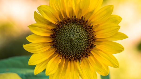 Sunflower Flower Yellow Wallpaper