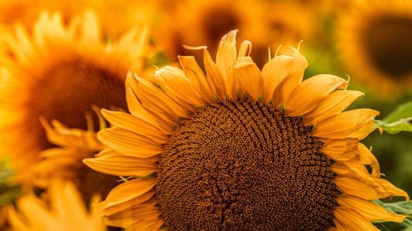 Sunflower Flowers Yellow Wallpaper