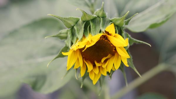 Sunflower Petals Bud Blur Wallpaper